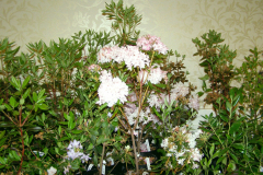 P1010021