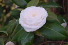 CamelliajaponicaWhitebytheGateTex2015
