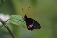 Butterfly@LGBG2Will2016