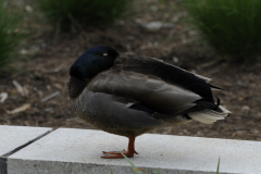 Duck@LGBGWill2016