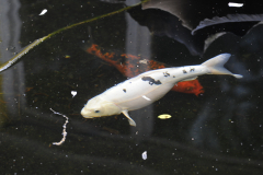 Koi@PinkhamGdnWill2016