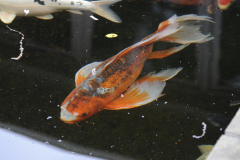 Koi1@PinkhamGdnWill2016