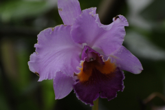 Orchids@LGBG1Will2016