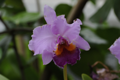 Orchids@LGBG2Will2016