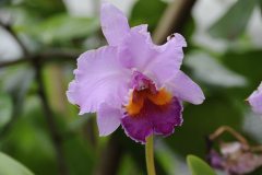 Orchids@LGBG3Will2016