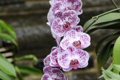 Orchids@LGBG4Will2016