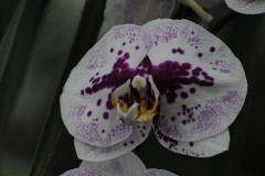 Orchids@LGBG5Will2016