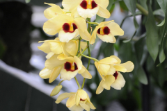 Orchids@LGBG6Will2016