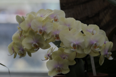 Orchids@LGBG7Will2016