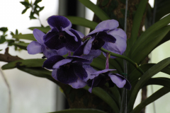 Orchids@LGBGWill2016