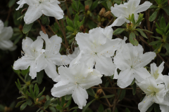 PleasantWhite1@CosbyWill2016