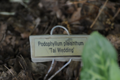 Podophyllum-pleianthum1@PinkhamWill2016