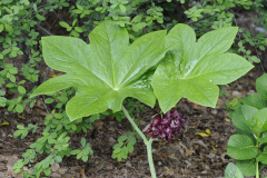 Podophylum-pelianthum@PinkhamWill2016