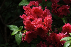 RedRuffles@NBGWill2016