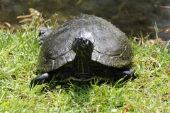 Turtle@NBGWill2016