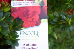 Autumn-Bonfire-Encore-@TN-6451