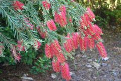 Bottlebrush-Bush-TN-6459