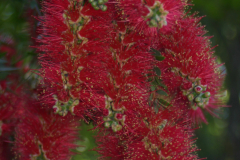 Bottlebrush-Bush-TN-6460