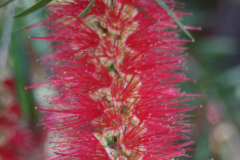 Bottlebrush-Bush-TN-6461
