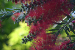 Bottlebrush-Bush-TN-6462