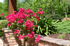 Bracy-Garden-6469