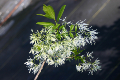 Chionanthus-virginicus-BLA-6423