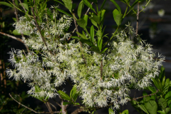 Chionanthus-virginicus-BLA-6424