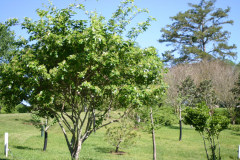 Chionanthus-virginicus-IG-6335