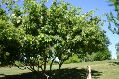 Chionanthus-virginicus-IG-6336