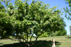 Chionanthus-virginicus-IG-6337