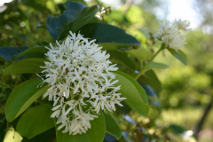 Chionanthus-virginicus-IG-6339