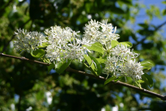 Chionanthus-virginicus-IG-6340