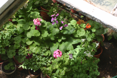 Coldframe-RG-6402