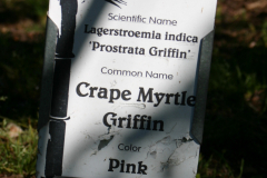 Crape-Myrtle-Griffin-6316
