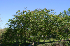 Crape-Myrtle-Griffin-pruned-6315