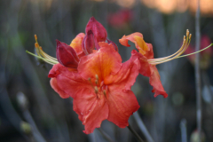 Deciduous-Hybrid-BLA-6425
