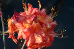 Deciduous-Hybrid-BLA-6428