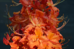 Deciduous-Hybrid-BLA-6430