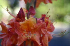 Deciduous-Hybrid-BLA-6431
