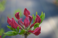 Deciduous-Hybrid-BLA-6432