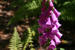 Foxglove-RG-6421