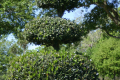 Imahara-Garden-6333