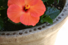 Imahara-Garden-6383