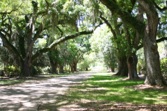 Live-Oak-Allee-RG-6390