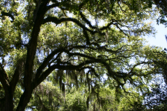 Live-Oak-RG-6385