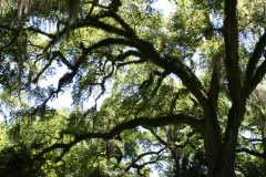 Live-Oak-RG-6386