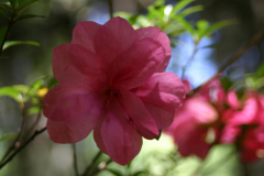 Macrantha-Pink-RG-6393