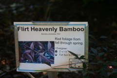 Nandina-d.-Flirt-6320