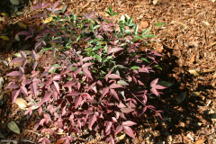 Nandina-d.-Flirt-6321