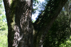 Resurrection-Fern-RG-6387